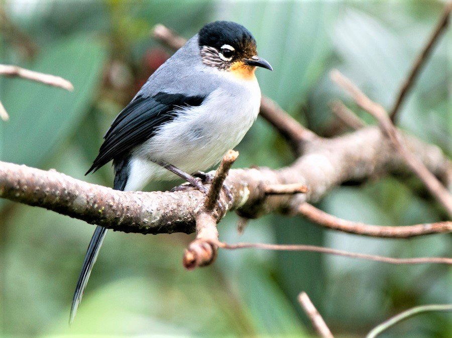 Cat Tien National Park and Da Lat Plateau Bird Tour 7 Days